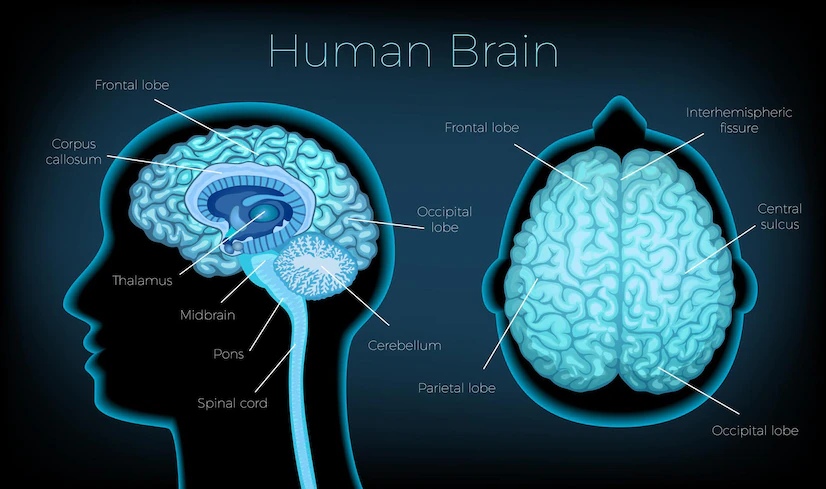 4 Types of Brain Lobes