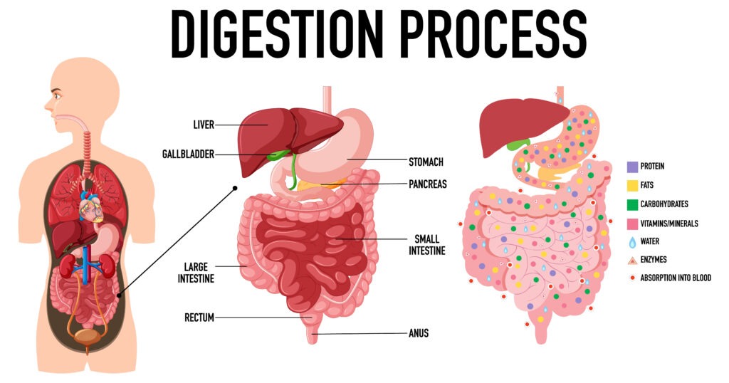 Does One Need a Colon Cleanse?